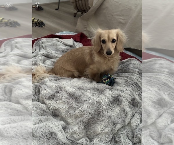 Medium Photo #1 Dachshund Puppy For Sale in AYLETT, VA, USA