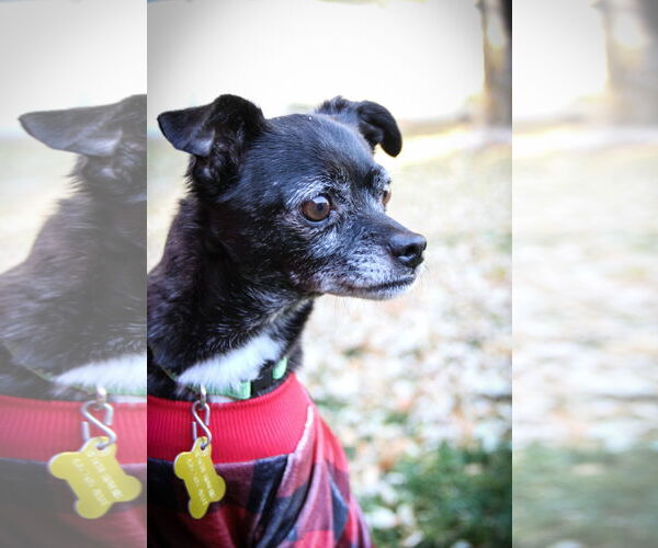 Medium Photo #3 Chihuahua Puppy For Sale in Sandy, UT, USA