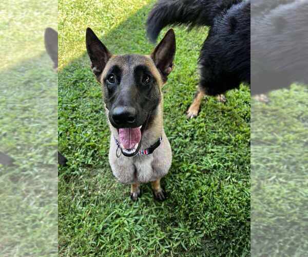 Medium Photo #4 Mutt Puppy For Sale in Imlay City, MI, USA