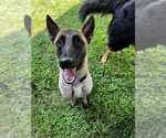 Small #3 Mutt