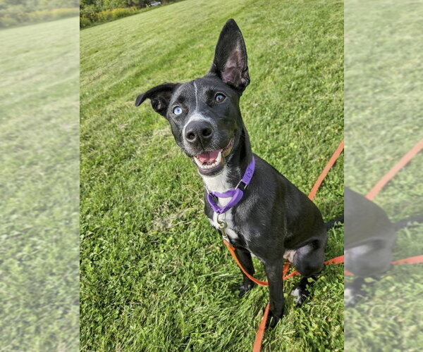 Medium Photo #17 Mutt Puppy For Sale in Gloversville, NY, USA