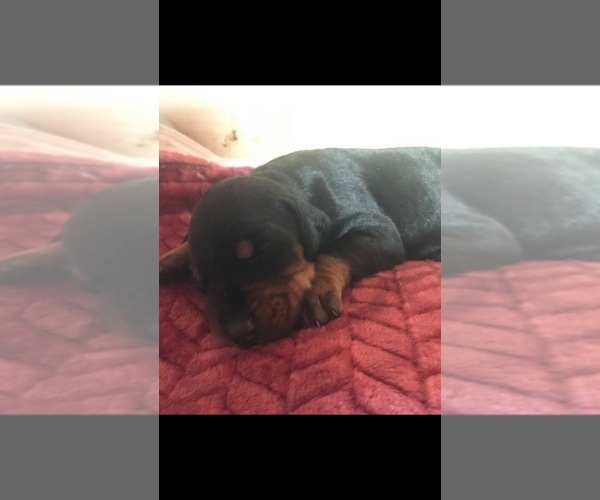 Medium Photo #3 Doberman Pinscher Puppy For Sale in SCAPPOOSE, OR, USA