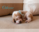 Puppy Osborne Basset Hound