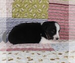 Small Photo #53 Miniature Australian Shepherd Puppy For Sale in HARRISON, OH, USA