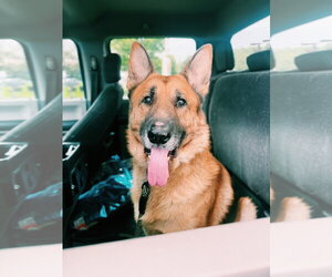 German Shepherd Dog Dogs for adoption in Lakemore, OH, USA