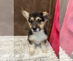 Small Photo #3 Pembroke Welsh Corgi Puppy For Sale in MARTINSVILLE, IN, USA