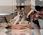 Small Photo #3 Siberian Husky Puppy For Sale in LA VERNE, CA, USA