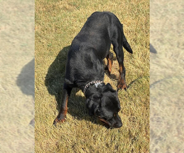 Medium Photo #6 Rottweiler Puppy For Sale in Hillsboro, NH, USA