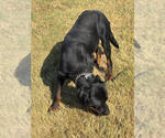 Small #5 Rottweiler