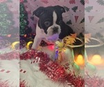 Small Photo #17 Boston Terrier Puppy For Sale in BRYANT, AL, USA