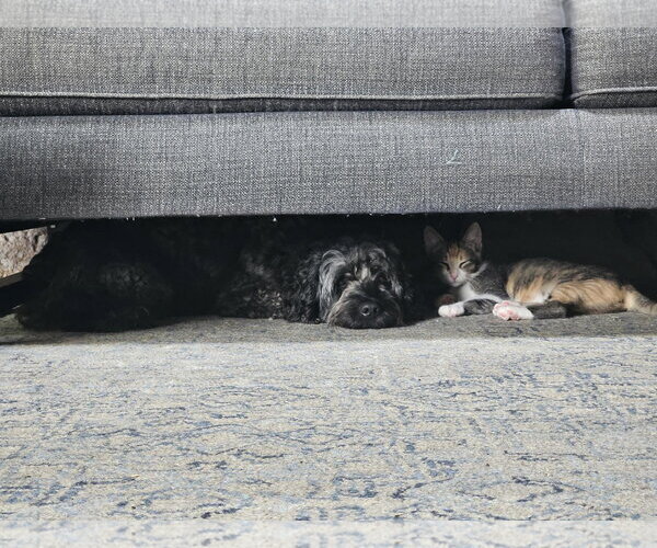 Medium Photo #6 Goldendoodle (Miniature) Puppy For Sale in Crystal, MN, USA