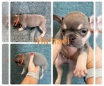 Puppy Michael French Bulldog