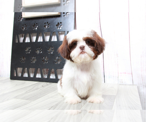 Shih Tzu Puppy for sale in MARIETTA, GA, USA