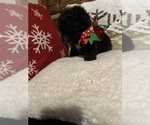 Small Photo #7 Poodle (Miniature) Puppy For Sale in BARNETT, MO, USA