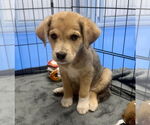 Small #4 Australian Shepherd Mix
