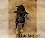Small Rottweiler Mix