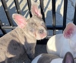 Small French Bulldog