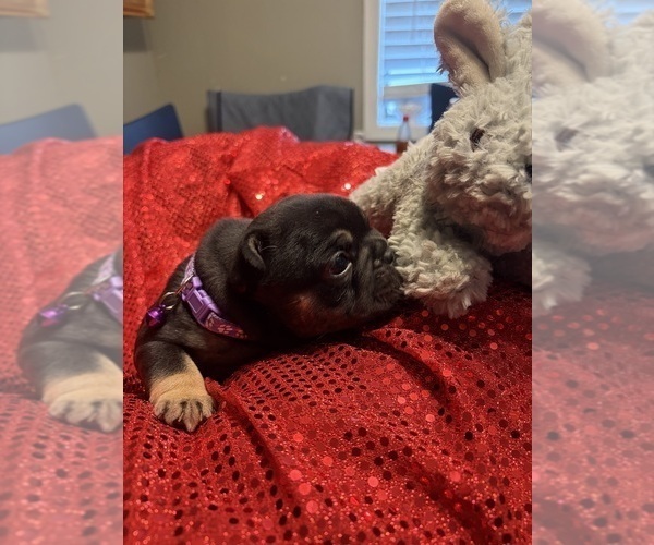 Medium Photo #7 French Bulldog Puppy For Sale in LEESVILLE, LA, USA