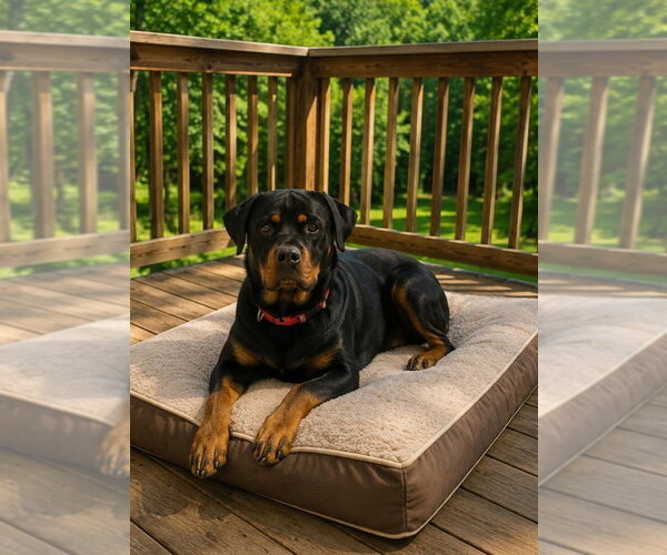 Medium Photo #3 Rottweiler Puppy For Sale in Hillsboro, NH, USA
