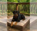 Small #2 Rottweiler