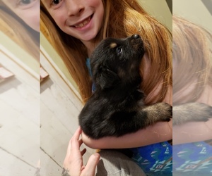 Miniature Australian Shepherd Puppy for sale in MILTON, WI, USA