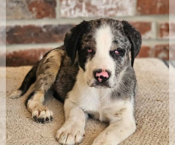 Medium Photo #12 Mutt Puppy For Sale in Wakefield, RI, USA