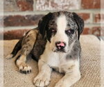 Small #11 Mutt