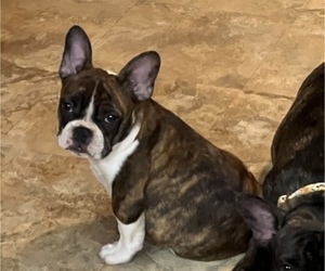 French Bulldog Puppy for Sale in MULBERRY, Florida USA
