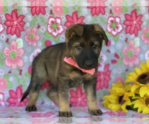 German Shepherd Dog Puppy for sale in LANCASTER, PA, USA