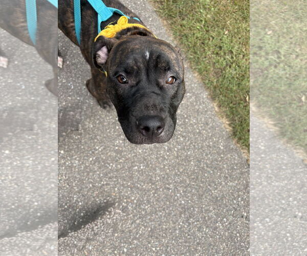 Medium Photo #2 American Pit Bull Terrier-American Staffordshire Terrier Mix Puppy For Sale in Princeton, MN, USA