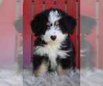 Small Photo #2 Miniature Bernedoodle Puppy For Sale in ITASCA, TX, USA