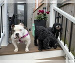 Small #1 American Bulldog