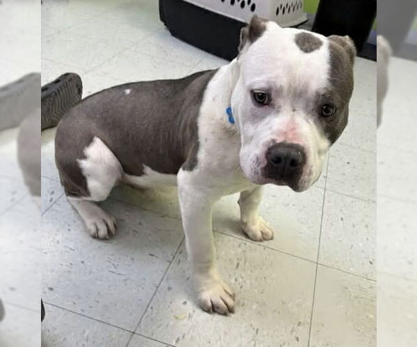 Medium Photo #2 Bulldog-Unknown Mix Puppy For Sale in Rustburg, VA, USA