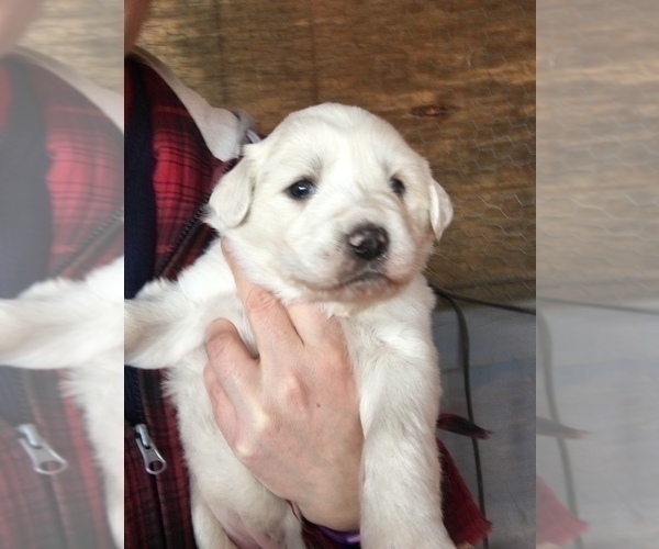 Medium Photo #2 Great Pyrenees Puppy For Sale in EL DORADO, KS, USA