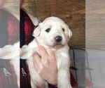 Small Photo #2 Great Pyrenees Puppy For Sale in EL DORADO, KS, USA