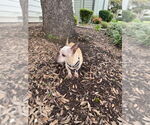 Small #11 Chihuahua Mix