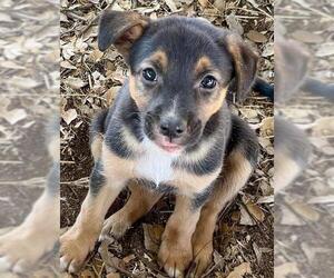German Shepherd Dog-Unknown Mix Dogs for adoption in Stockton, CA, USA