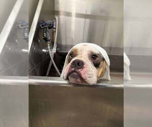 American Bulldog Dogs for adoption in Martinsburg, WV, USA