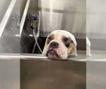 Small American Bulldog