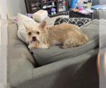 Small #1 Mutt