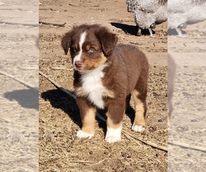 Australian Shepherd Puppy for sale in ERICK, OK, USA