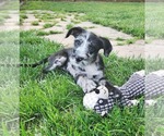 Small #2 Border-Aussie