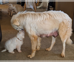 Mother of the Maremma Sheepdog puppies born on 12/30/2019