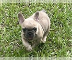 Small Photo #3 French Bulldog Puppy For Sale in SEBRING, FL, USA