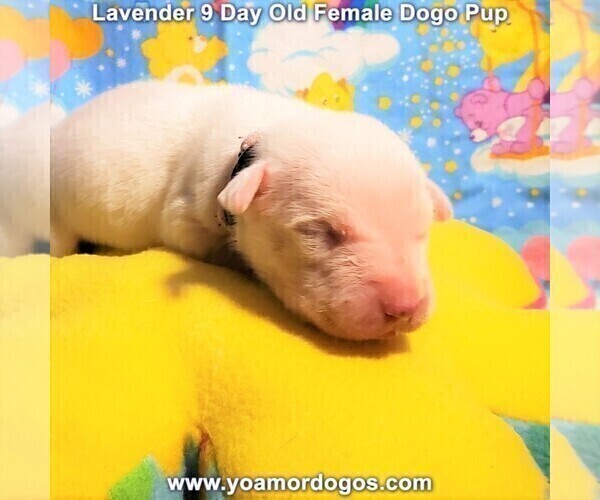Medium Photo #51 Dogo Argentino Puppy For Sale in PINEVILLE, MO, USA