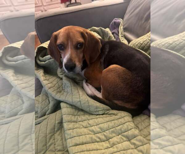 Medium Photo #2 Beagle Puppy For Sale in Sheboygan, WI, USA