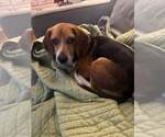 Small #1 Beagle