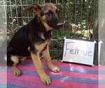Small #2 German Shepherd Dog