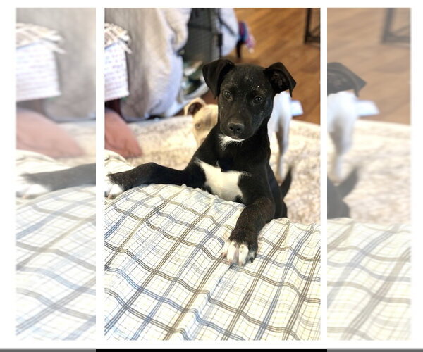 Medium Photo #4 Labrador Retriever-Unknown Mix Puppy For Sale in Mooresville, NC, USA