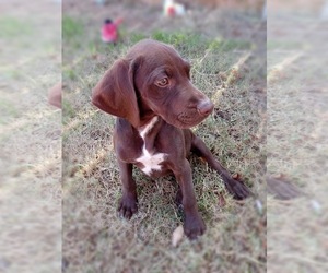 German Shorthaired Pointer Puppy for sale in TULARE, CA, USA